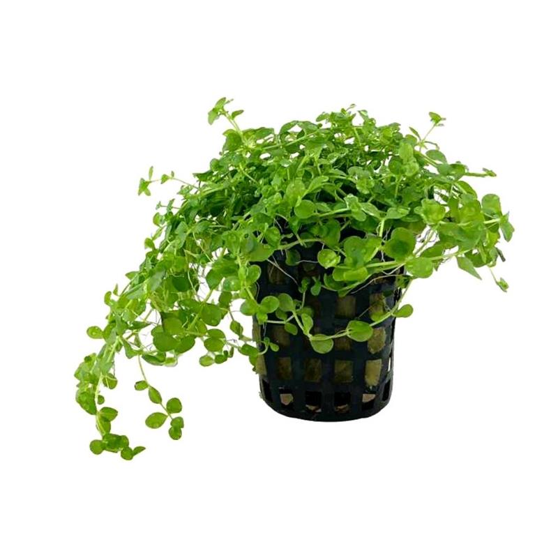 Planta acvariu Micranthemum Tweediei Monte Carlo Tropica - imagine 4